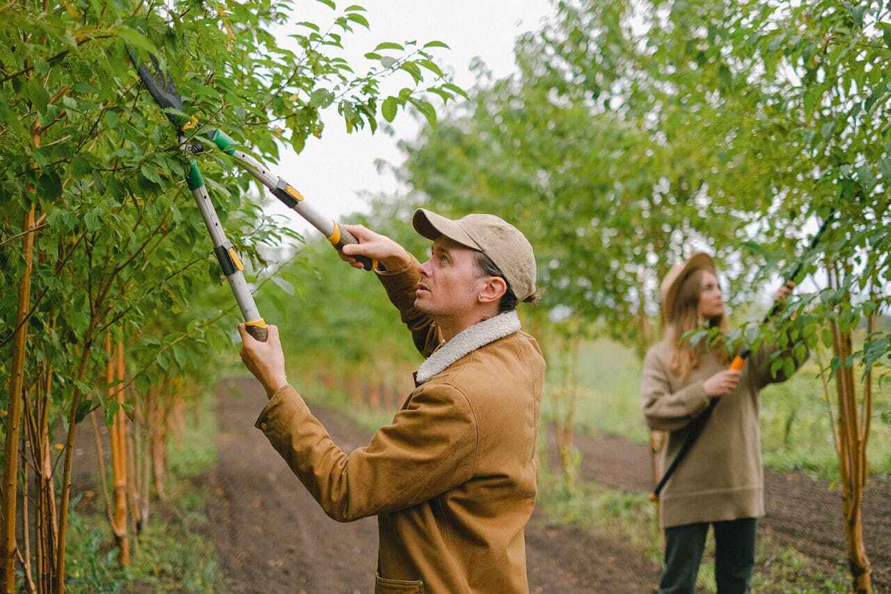 Best Tree Clearing Services  in Tamarac, FL